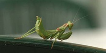 Mantis jóven (Mantis religiosa)
