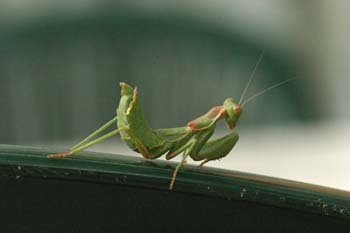 Mantis jóven (Mantis religiosa)