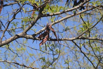 Acacia de tres espinas - Fruto (Gleditsia triacanthos)