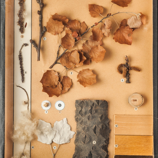 IES_CARDENALCISNEROS_BOTÁNICA_I_013