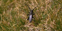 Longicornio zapador (Dorcadion hispanicum)