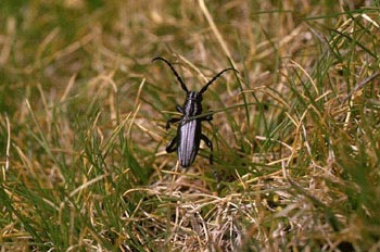 Longicornio zapador (Dorcadion hispanicum)