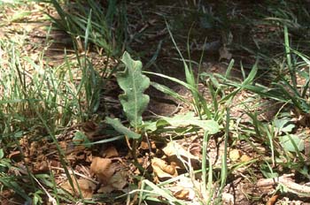 Rebollo / melojo - Planta joven (Quercus pyrenaica)