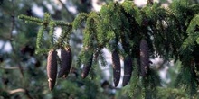 Falso Abeto / Picea - Piñas (Picea sp.)