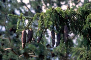 Falso Abeto / Picea - Piñas (Picea sp.)