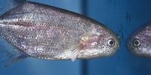 Pez ballena (Petrocephalus sp.)