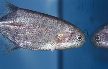 Pez ballena (Petrocephalus sp.)