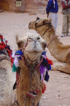 Camellos en el desierto Wadi Rum, Jordania