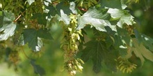 Arce blanco - Fruto (Acer pseudoplatanus)