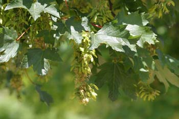 Arce blanco - Fruto (Acer pseudoplatanus)