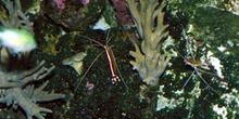 Gamba (Lismata sp.)