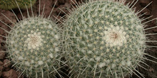 Mammillaria geminispina