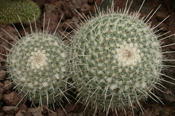 Mammillaria geminispina