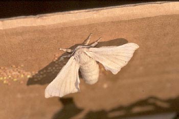 Mariposa de la seda - Imago (Bombyx mori)