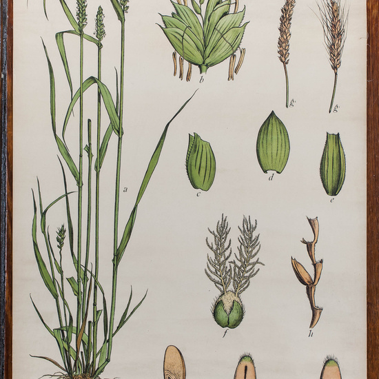 IES_CARDENALCISNEROS_BOTÁNICA_II_LÁMINAS_032