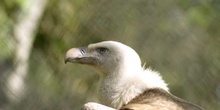 Buitre leonado (Gyps fulvus)