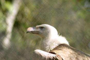 Buitre leonado (Gyps fulvus)