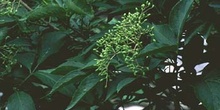 Saúco rojo - Fruto (Sambucus racemosa)