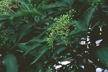 Saúco rojo - Fruto (Sambucus racemosa)