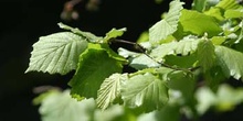 Avellano - Hojas (Corylus avellana)