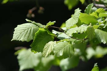 Avellano - Hojas (Corylus avellana)