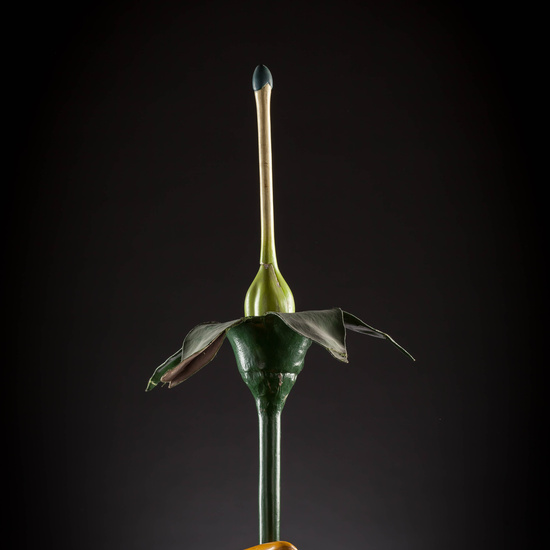 IES_CARDENALCISNEROS_BOTANICA_III_MODELOS_056