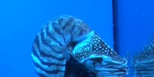 Nautilo (Nautilus pompilius)