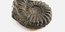 Ammonoidea (Molusco-Ammonites) Jurásico
