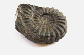 Ammonoidea (Molusco-Ammonites) Jurásico