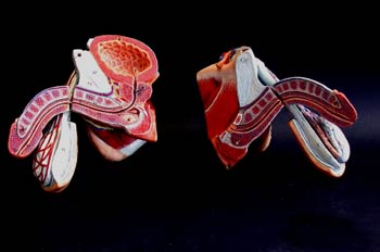 Corte del aparato reproductor masculino