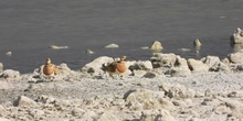 Ganga ibérica Pterocles alchata (Linnaeus, 1766)