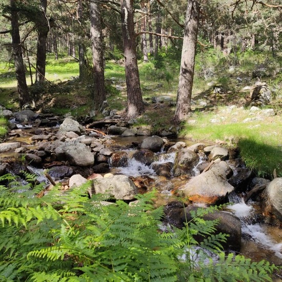 Paisaje de La barranca (Navacerrada)