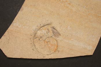 Neochetoceras Sp., Jurásico Superior