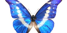 Morpho rethenor helena (Perú)