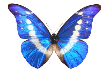 Morpho rethenor helena (Perú)