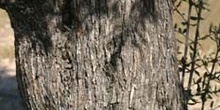 Olivo - Tronco (Olea europaea)