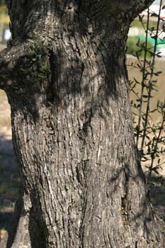 Olivo - Tronco (Olea europaea)