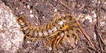 Escolopoendra o ciempiés (Scolopendra cingulata)