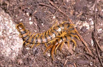 Escolopoendra o ciempiés (Scolopendra cingulata)