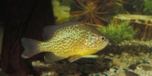 Percasol (Lepomis gibbosus)