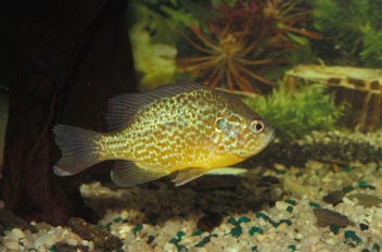 Percasol (Lepomis gibbosus)