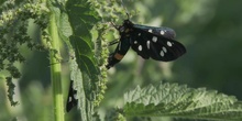 Pimpinela de cinturón amarillo Amata phegea (Linnaeus, 1758)