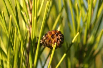Pino carrasco - Piña jóven (Pinus halepensis)