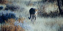 Guepardo aproximándose, Namibia