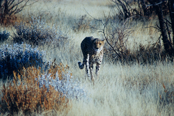 Guepardo aproximándose, Namibia