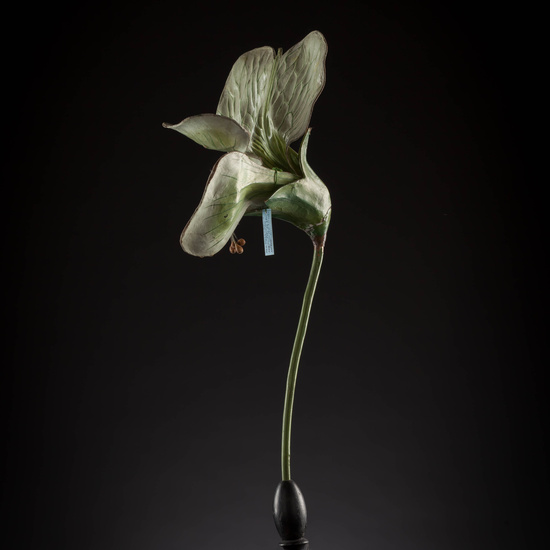 IES_CARDENALCISNEROS_BOTÁNICA_III_MODELOS_019