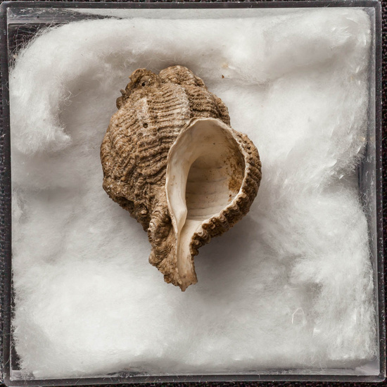 IES_ISABELLACATOLICA_BIOLOGIA_275