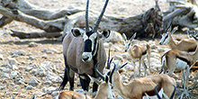 Oryx entre gacelas, Namibia