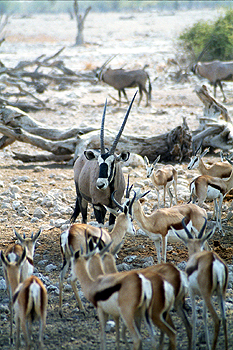 Oryx entre gacelas, Namibia