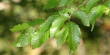 Carpe - Hoja (Carpinus betulus)